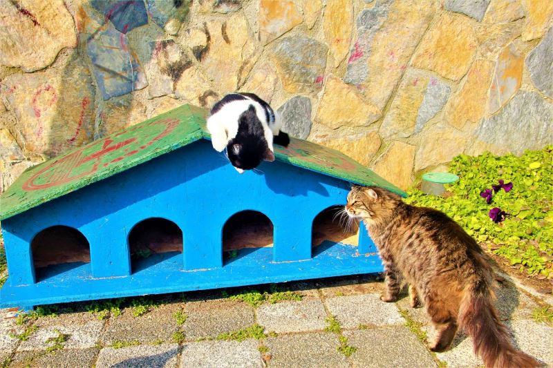 Maltepe’nin kedileri 17 Şubat Dünya Kediler Günü’nü yeni evlerinde karşıladılar
