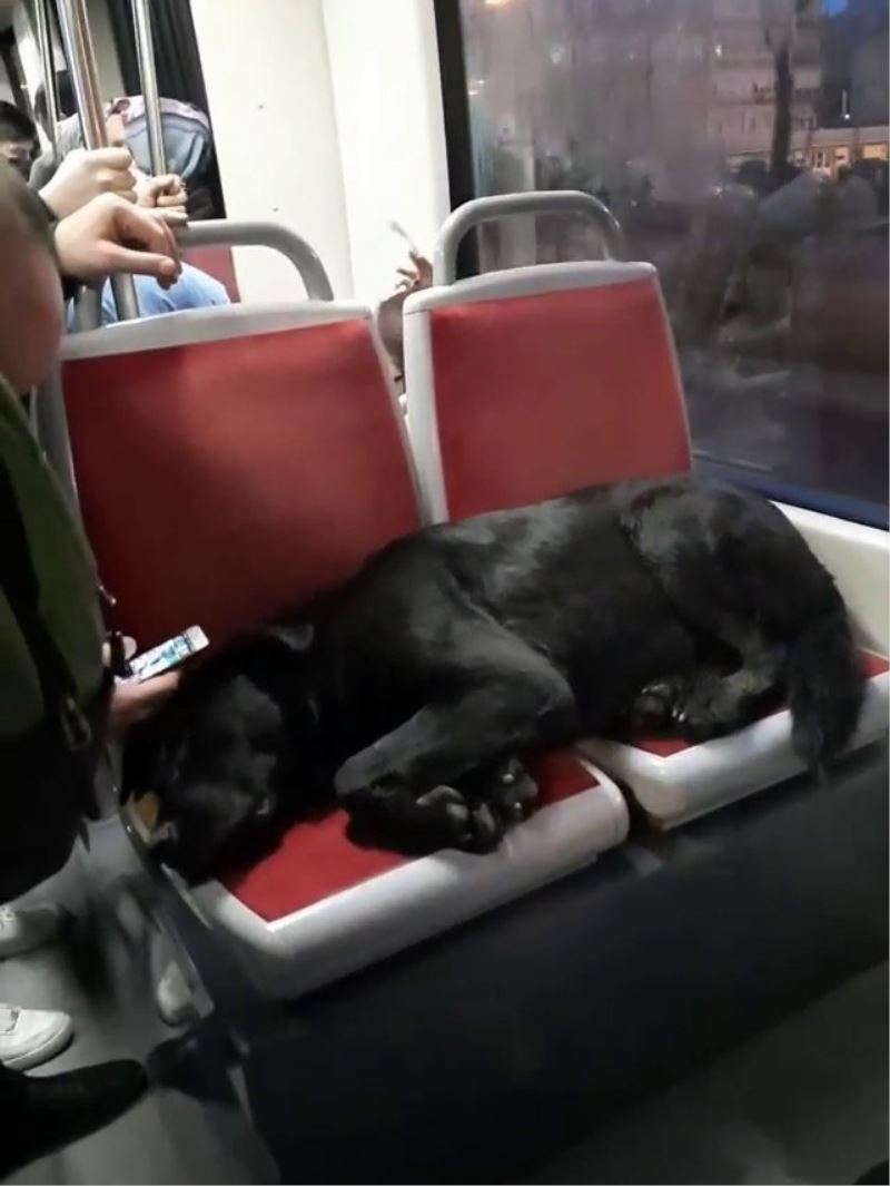 Tramvayın sevimli yolcusu uyuyarak İstanbul turu attı
