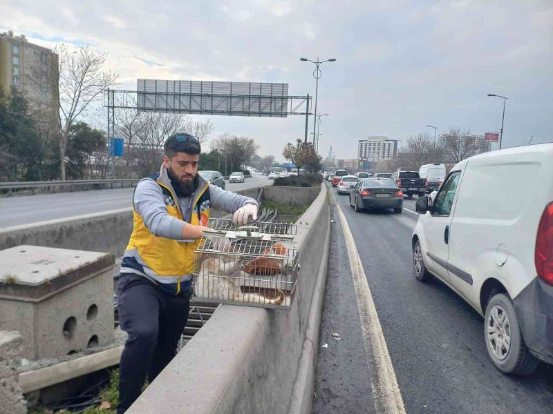 Esenler’de otobanda demirler arasında sıkışan kedi, belediye ekiplerince kurtarıldı