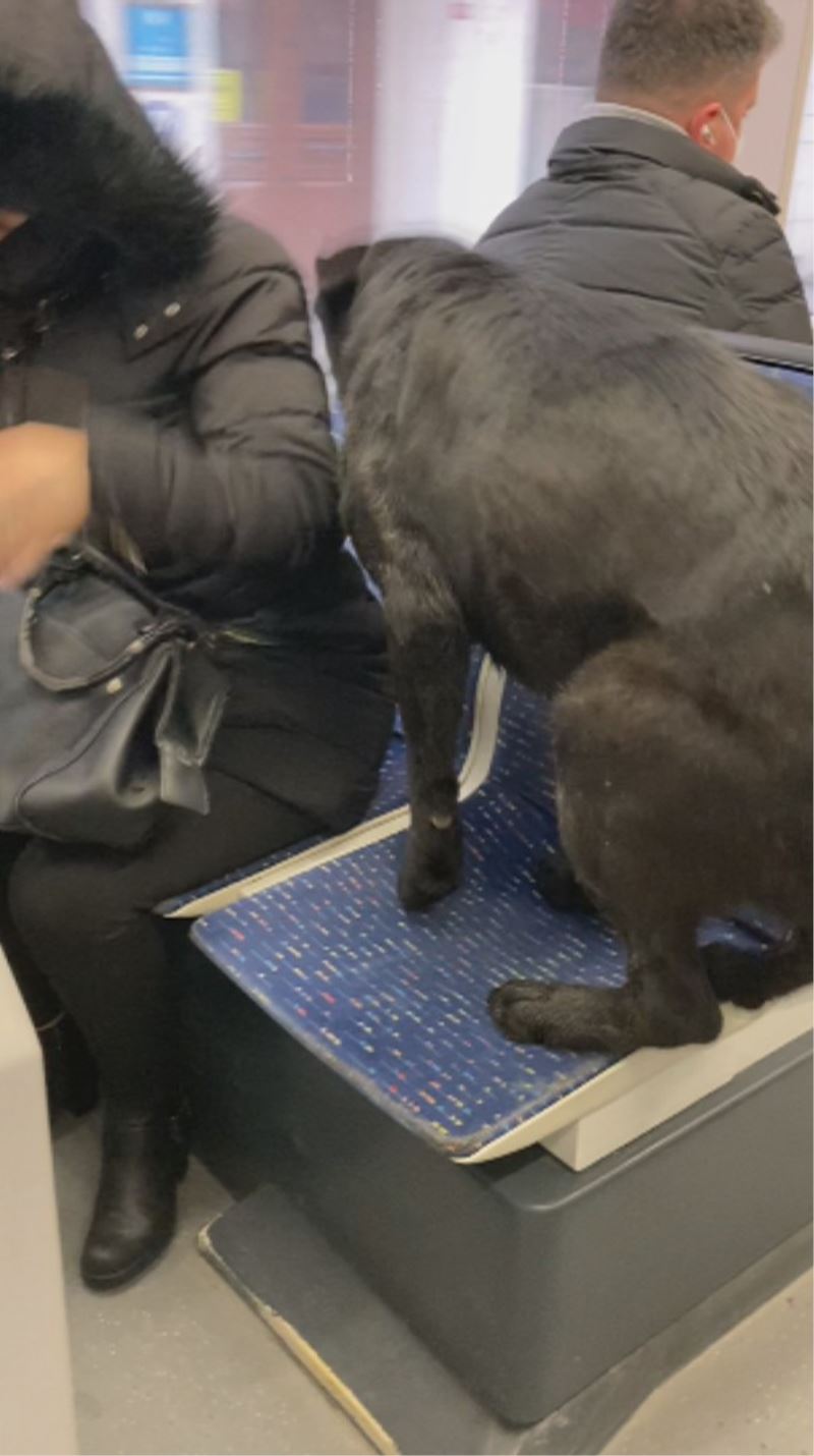 İstanbul’da soğuktan üşüyen köpek tramvaya bindi