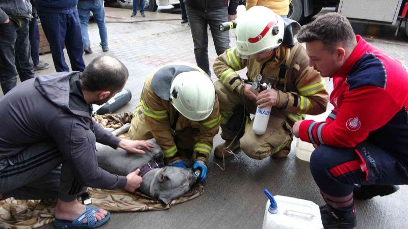 Kartal’da yangında kurtarılan köpeğe oksijenle müdahale edildi
