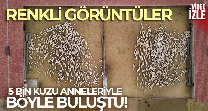 5 bin kuzu anneleriyle böyle buluştu