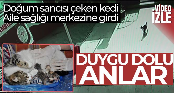 Doğum sancısı çeken kedi aile sağlığı merkezine geldi, doğumu burada yaptırıldı