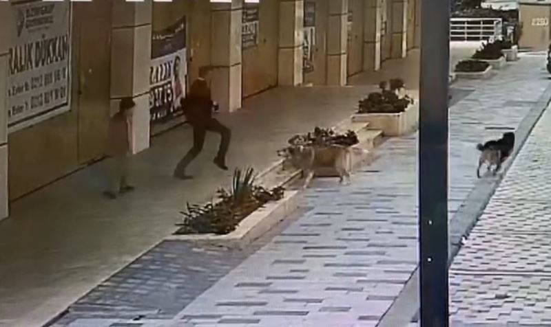 Babasıyla okul servisi bekleyen çocuğa, köpekler saldırdı