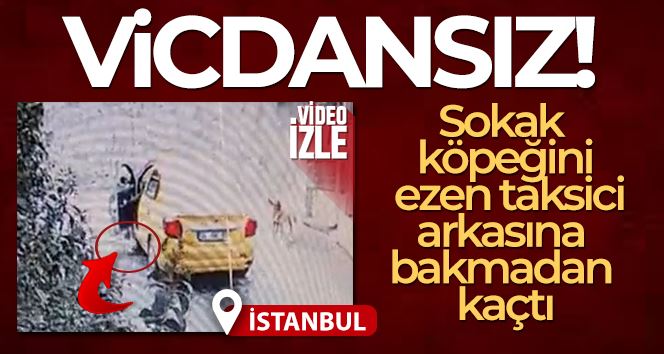 Maltepe’de sokak köpeğini ezen taksici, arkasına bakmadan kaçtı