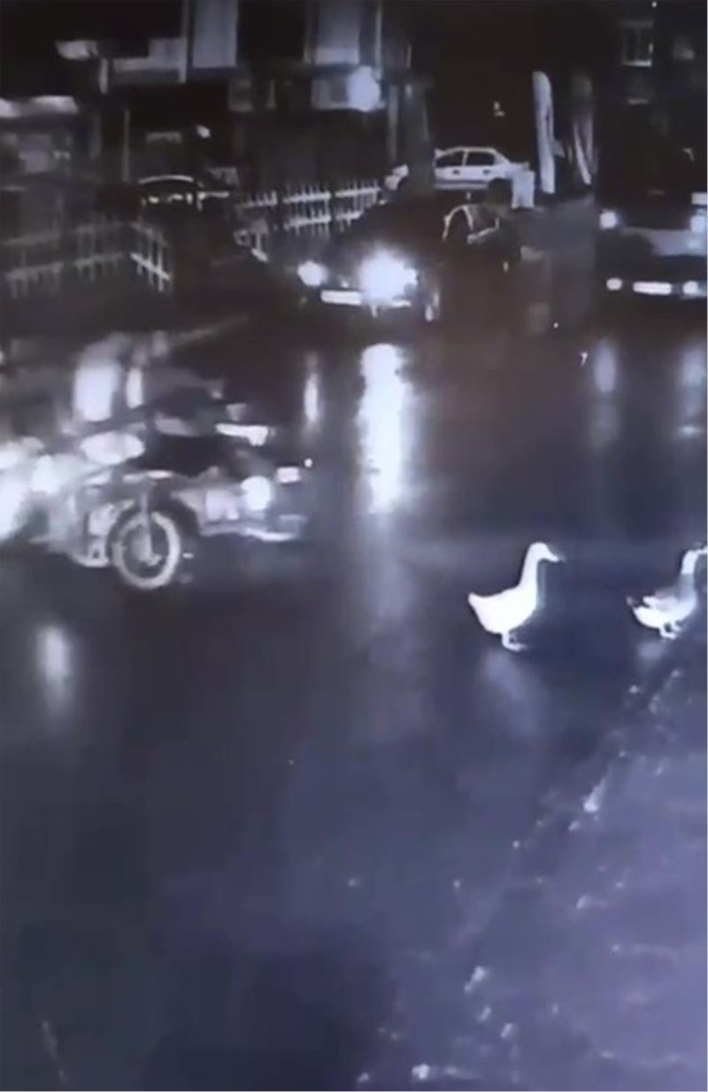 Kartal’da pes dedirten hırsızlık: Ördekleri çaldılar