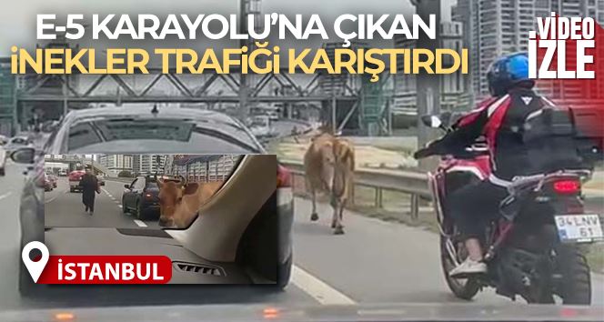 E-5 Karayolu’na çıkan inekler trafiği karıştırdı