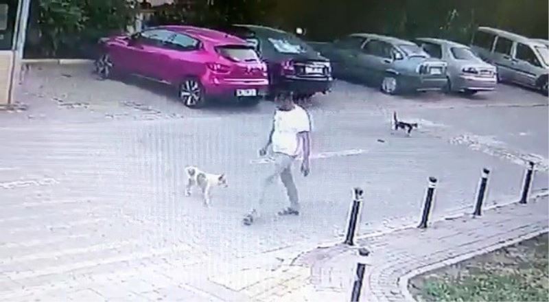 Yolda yürürken sebepsiz yere köpeğe tekme attı, o anlar kamerada
