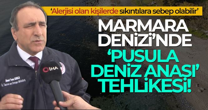 İstanbul’da Marmara Denizi’nde ‘Pusula Deniz Anası’ tehlikesi