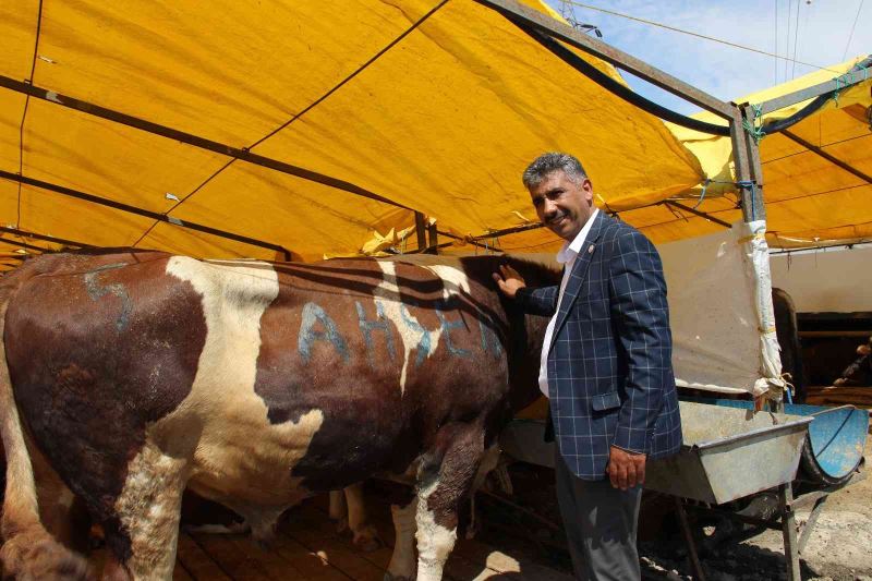 Göle TİGEM, İstanbul’a bin büyükbaş kurbanlık getirdi