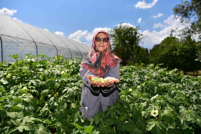 Tuzlalı 65 yaş üstü büyüklerin elleriyle ektiği mahsuller hasat verdi