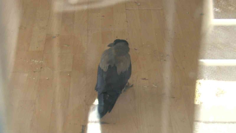 Kadıköy’de evde mahsur kalan karga için mahalleli seferber oldu
