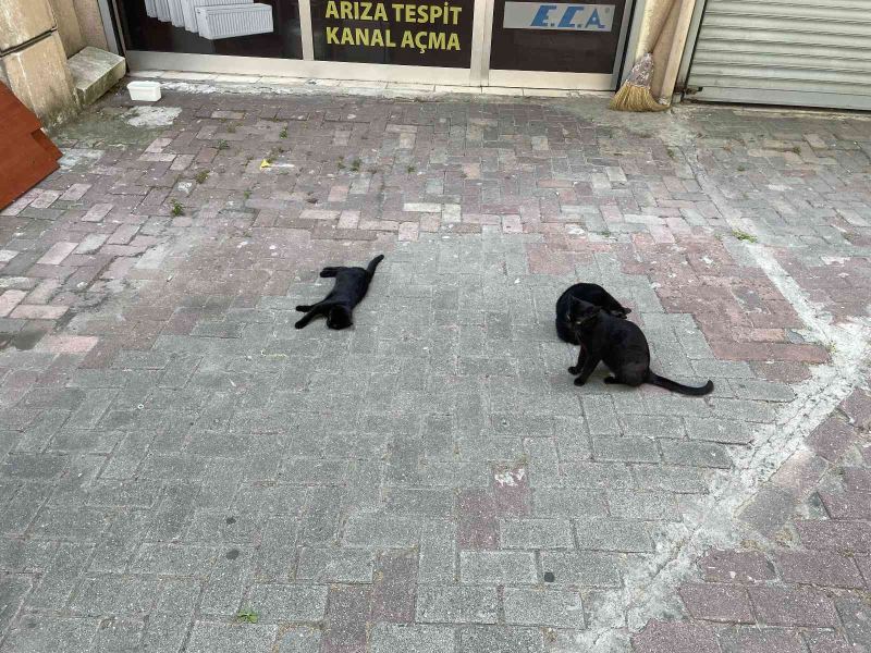 Kediye saldırmak isteyen köpek, hayatının şokunu yaşadı