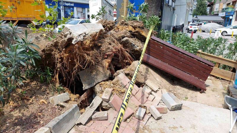 Bebek’te asırlık ağaç yola devrildi: 2 kişi yaralandı