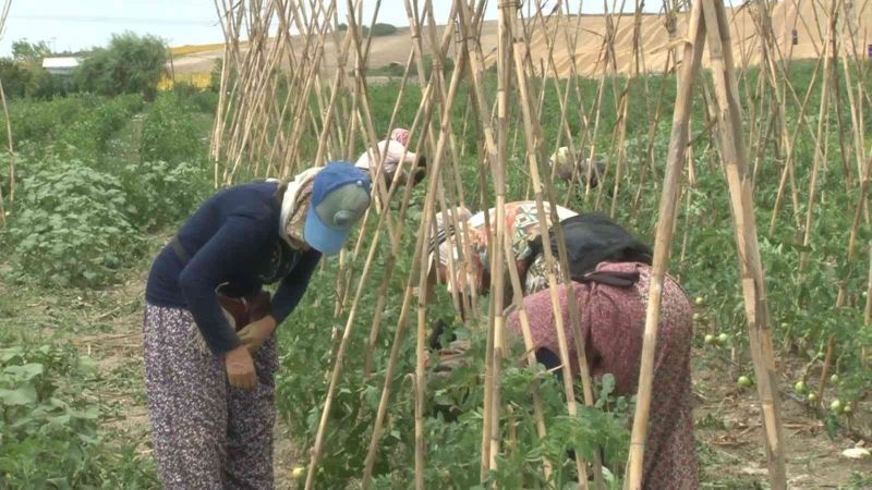 İstanbul’da kadın çiftçiler organik ürünleri böyle yetiştiriyor
