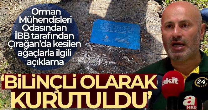 Orman Mühendisleri Odasından İBB tarafından Çırağan’da kesilen ağaçlarla ilgili açıklama