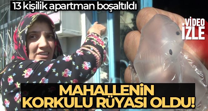 İstanbul’da bir binayı yüzlerce kene istila etti