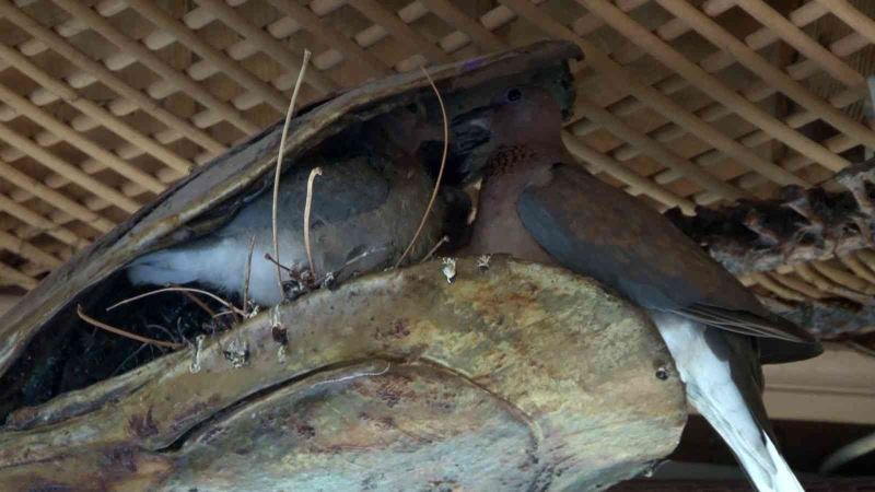 Kumru, balık müzesinde Orkinos mumyası içine yuvalandı