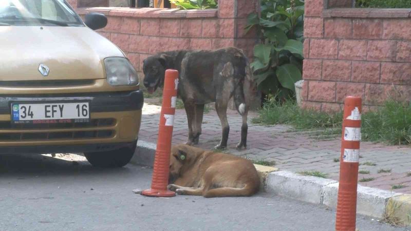 Maltepe’de siteyi köpekler bastı, yaşlı kadına saldırdı