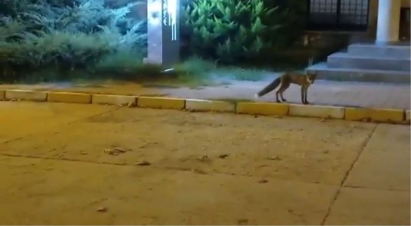 Büyükçekmece’de tilki gören çocuğun heyecanı
