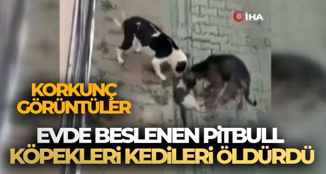 Fatih’te evde beslenen pitbull köpekleri kedileri öldürdü