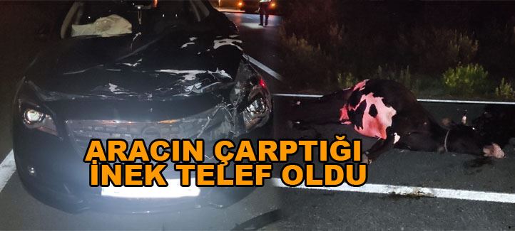 Aracın çarptığı İnek telef oldu