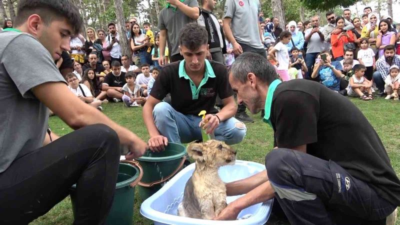 Çekmeköy’de yavru aslan Alex banyo yaptı, vatandaşlar ilgi ile izledi