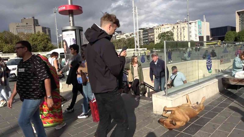 Taksim’de ayakları havada uyuyan köpeğe turistlerden yoğun ilgi
