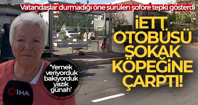 İETT otobüsü sokak köpeğine çarptı