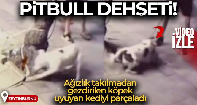 Zeytinburnu’nda pitbull dehşeti kamerada