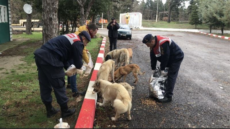 Edirne jandarması sokak hayvanlarını yalnız bırakmadı

