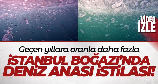 İstanbul Boğazı’nda denizanası istilası su altından görüntülendi