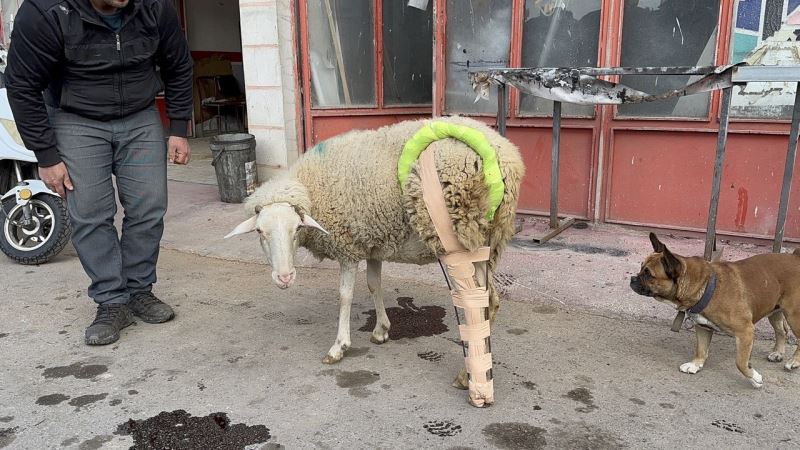  Bacağı kırılan koyuna sanayide aparat yaptılar