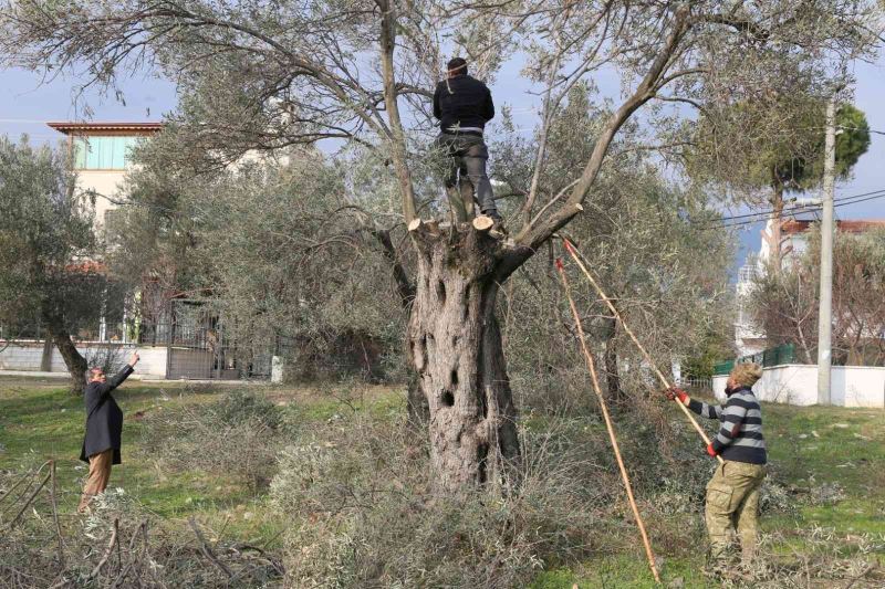 Edremit’te hasat sonrası zeytinler budanıyor
