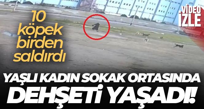 Bursa’da başıboş 10 köpeğin yaşlı kadına saldırması kamerada