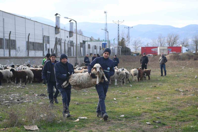 Ekili arazilere zarar veren koyunlara zabıta müdahale etti