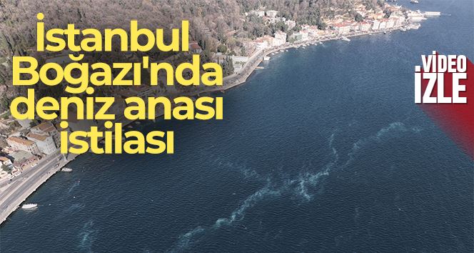 İstanbul Boğazı’nda deniz anası istilası