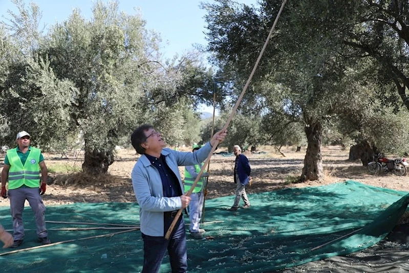 Kazdağları eteklerinde zeytin hasadı başladı
