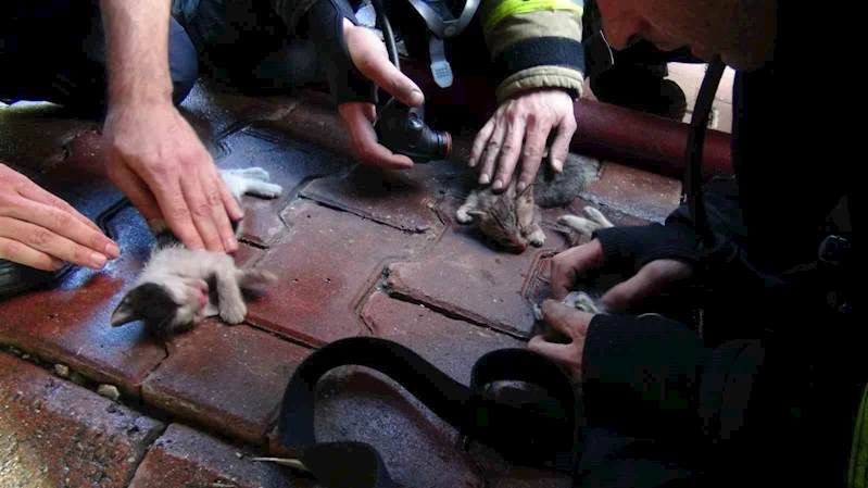 4 katlı binada yangın: 4 yavru kedi telef oldu
