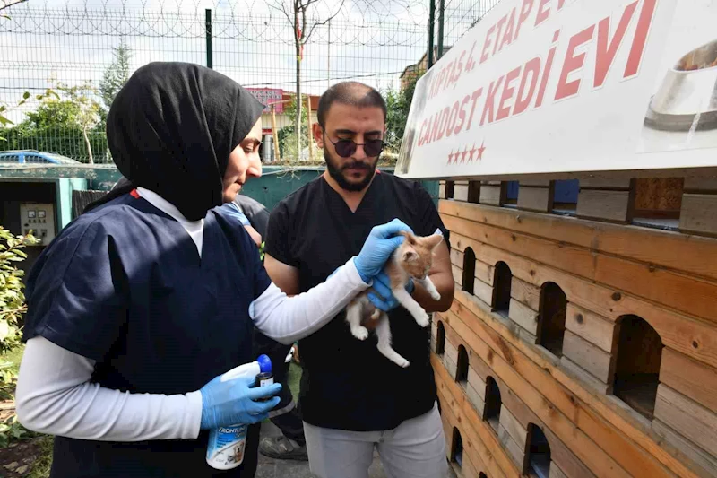 Esenyurt Belediyesi ekipleri sokak hayvanlarının aşılarını ihmal etmiyor
