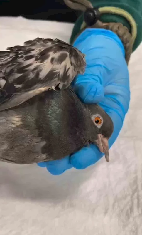 TMO’daki patlamada yaralanan güvercinler doğaya salındı
