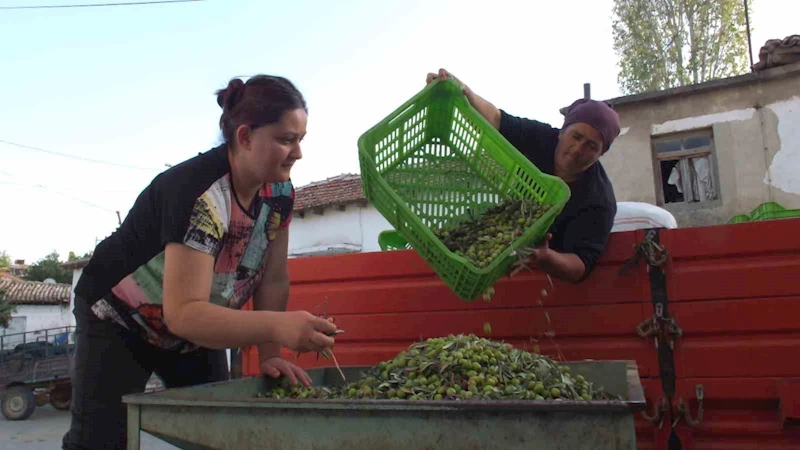 Balıkesir’de yeşil zeytin alımı başladı
