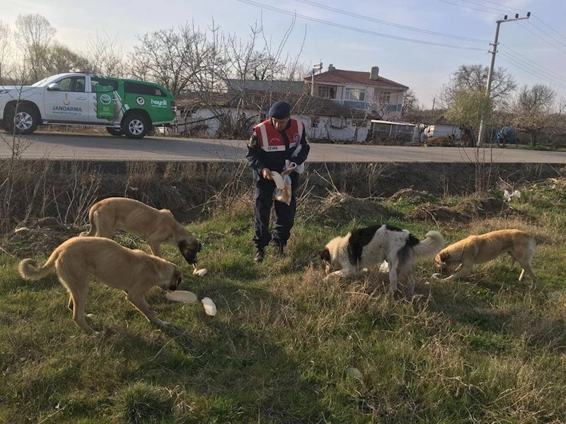 Jandarma sokak hayvanlarını elleriyle besledi
