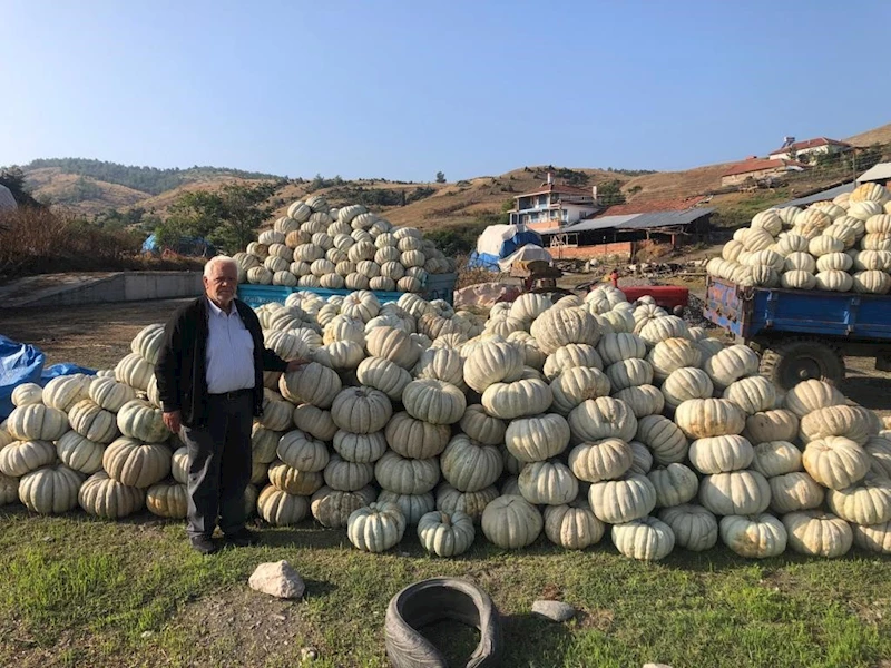 Bilecik’te kestane kabağı üretiminde bu yıl rekor artış yaşandı
