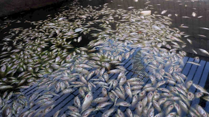 Edirne’de toplu balık ölümleri
