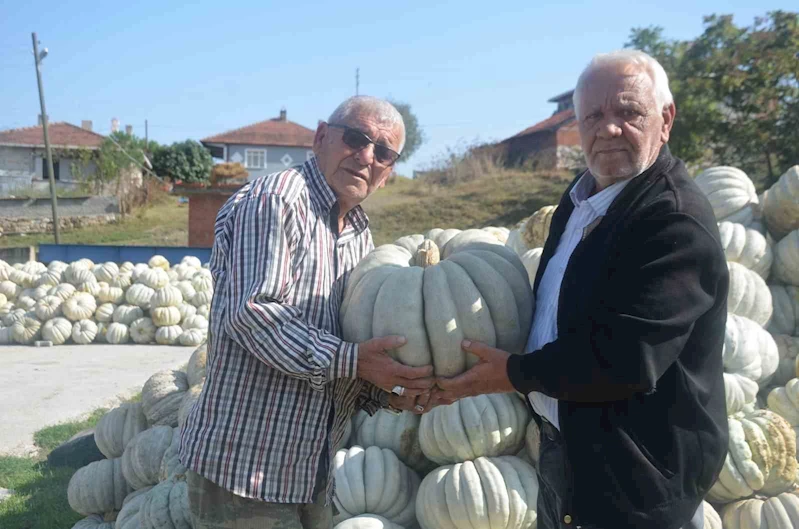 Bilecik’te 20 ile 30 kilogram ağırlığında gelen kestane kabağı hasadı başladı
