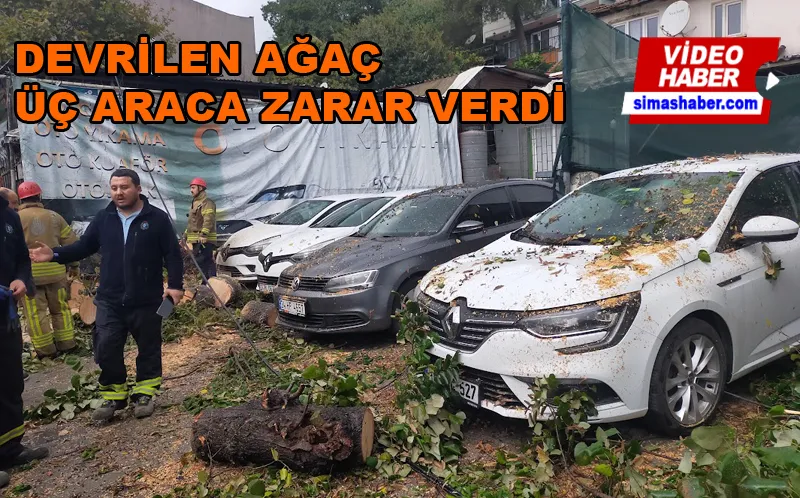 Devrilen ağaç 3 araca zarar verdi