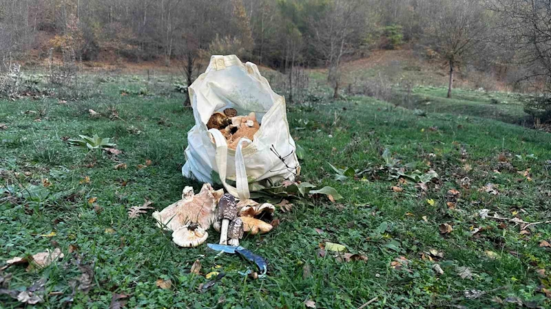 Bilecik’te vatandaşlar çuval çuval kanlıca mantarı topladı
