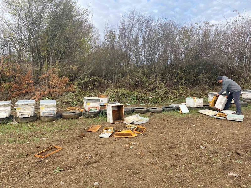 Bilecik’te ayılar arı kovanlarına zarar verdi
