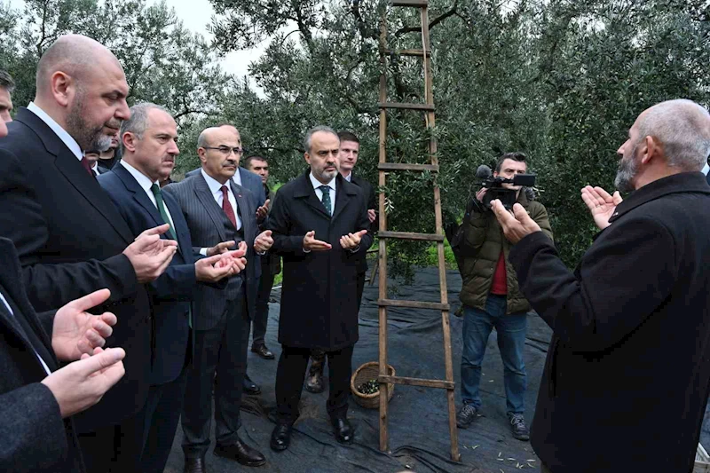 Orhangazi’de de zeytin hasadı başladı
